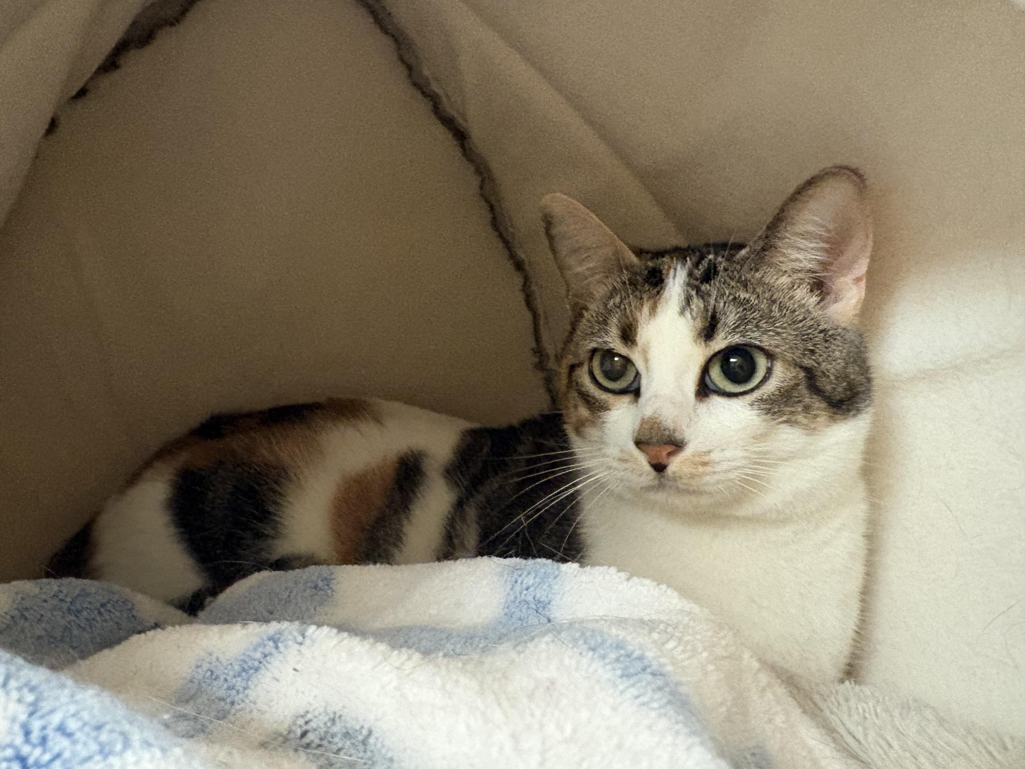 Enlarge Marbles, a Adoptable mixed breed in Hays, KS image 2/5