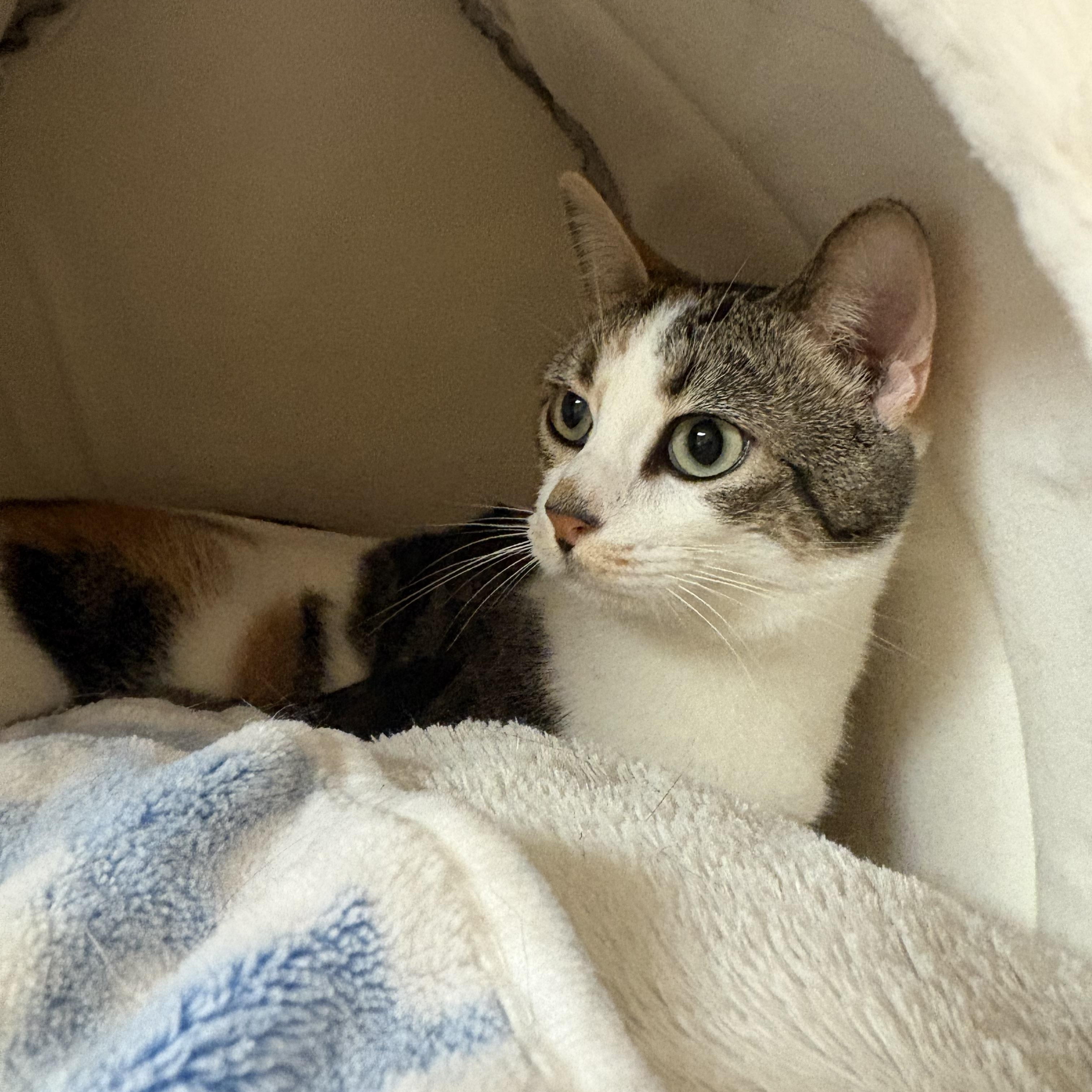 Enlarge Marbles, a Adoptable mixed breed in Hays, KS image 1/5