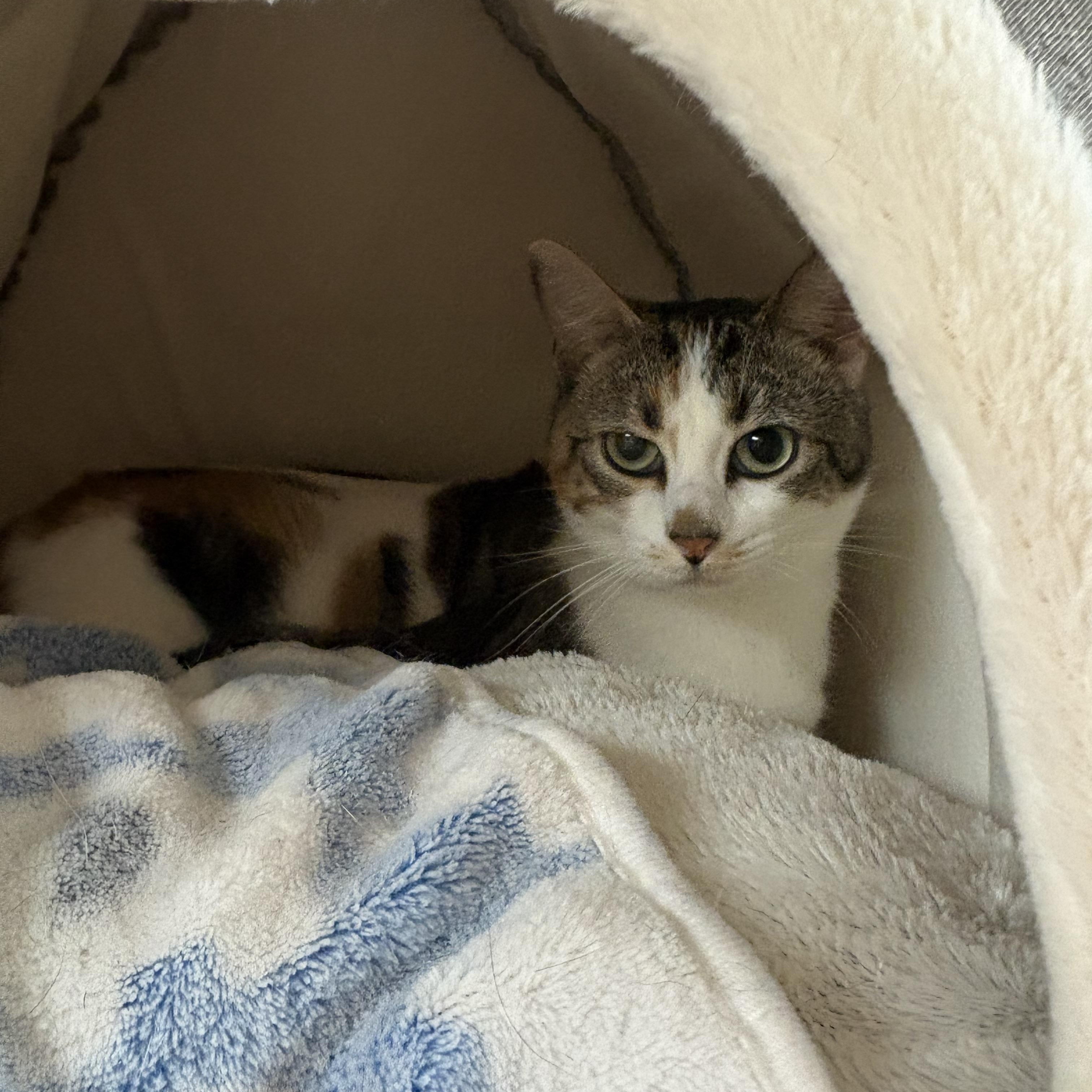 Enlarge Marbles, a Adoptable mixed breed in Hays, KS image 3/5