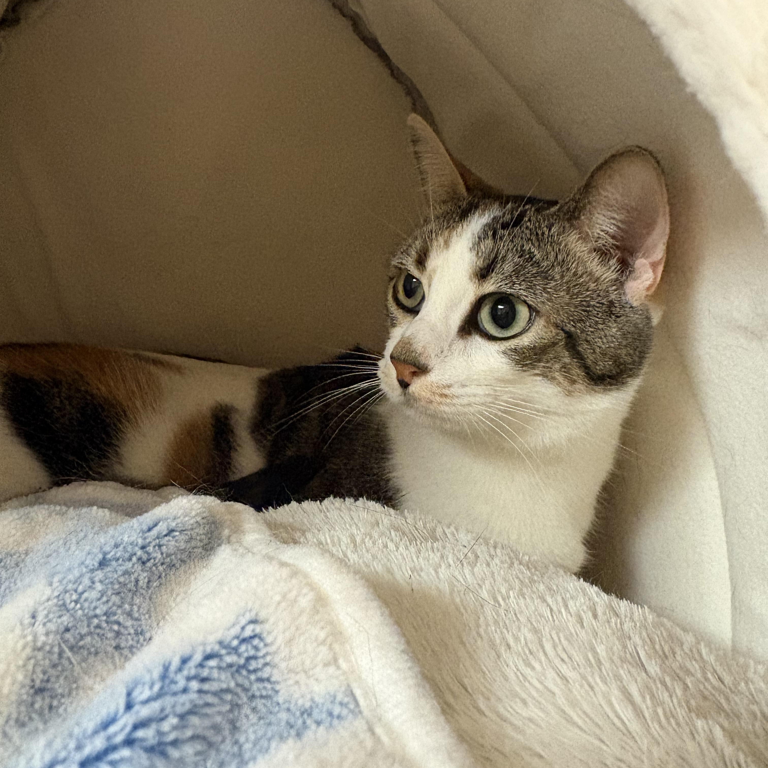 Enlarge Marbles, a Adoptable mixed breed in Hays, KS image 5/5