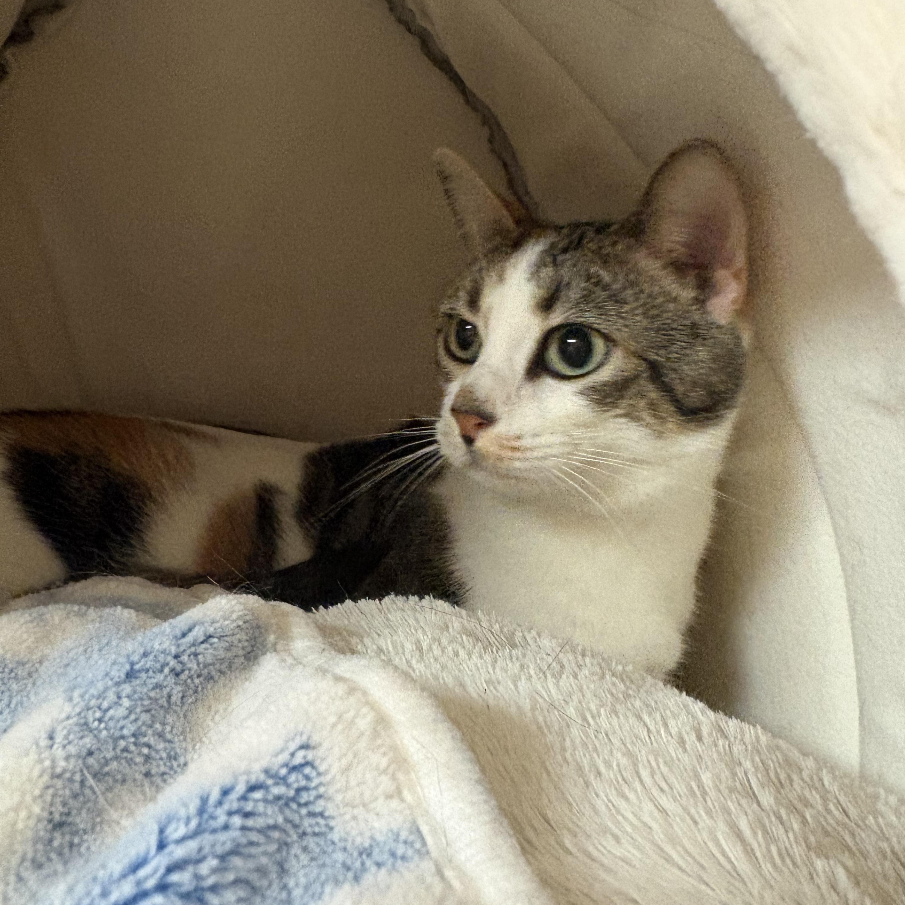 Enlarge Marbles, a Adoptable mixed breed in Hays, KS image 4/5