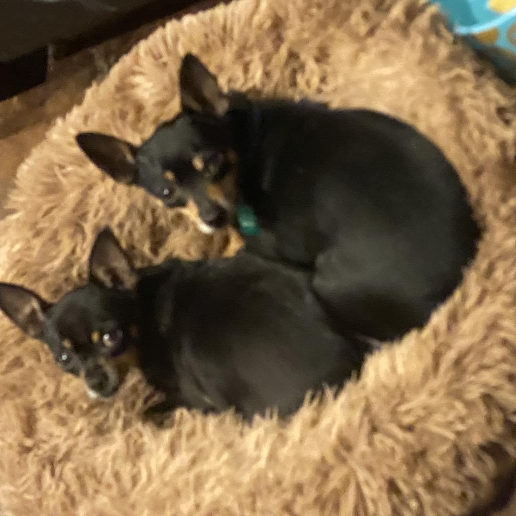 Max (Dallas) — thumbnail 2