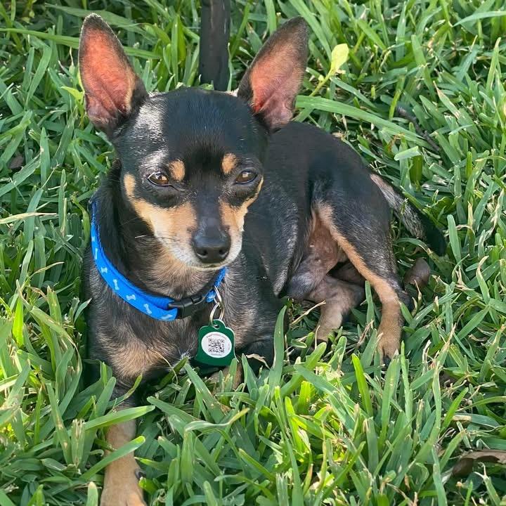 Max (Dallas) — thumbnail 3