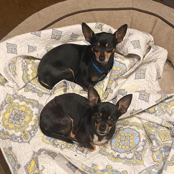 Max (Dallas) — thumbnail 4