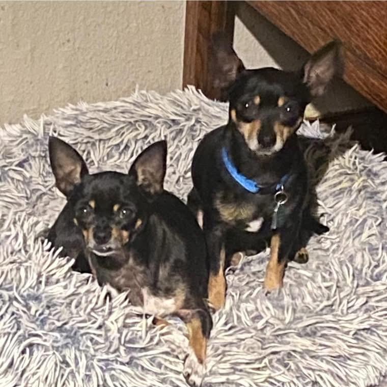 Max (Dallas) — thumbnail 5