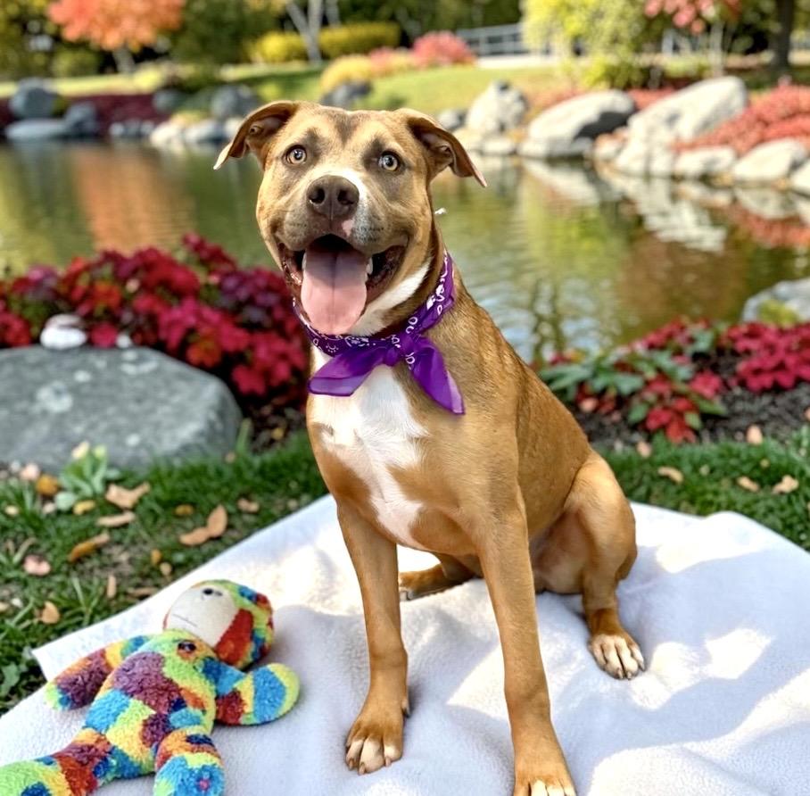 Enlarge Dover, a Adoptable mixed breed in Perry, IA image 2/6