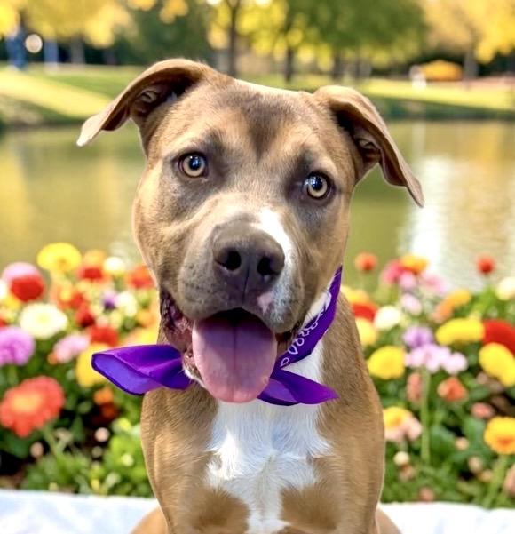 Dover - Adoptable Pet | Petfinder