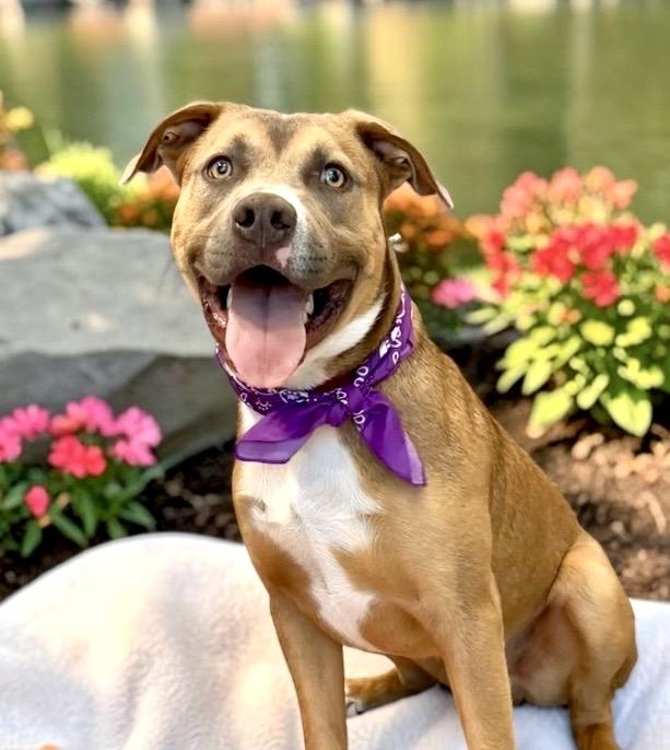 Enlarge Dover, a Adoptable mixed breed in Perry, IA image 4/6