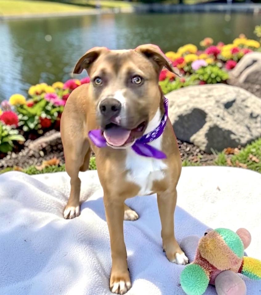 Enlarge Dover, a Adoptable mixed breed in Perry, IA image 3/6