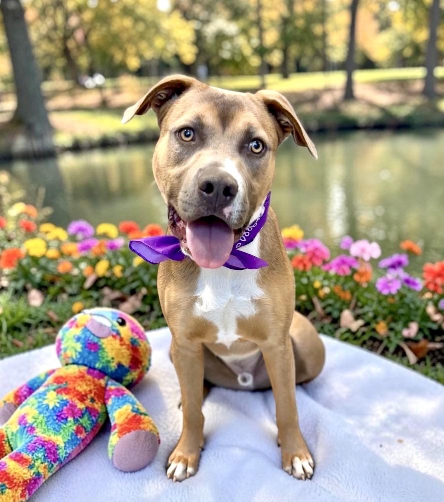 Enlarge Dover, a Adoptable mixed breed in Perry, IA image 5/6