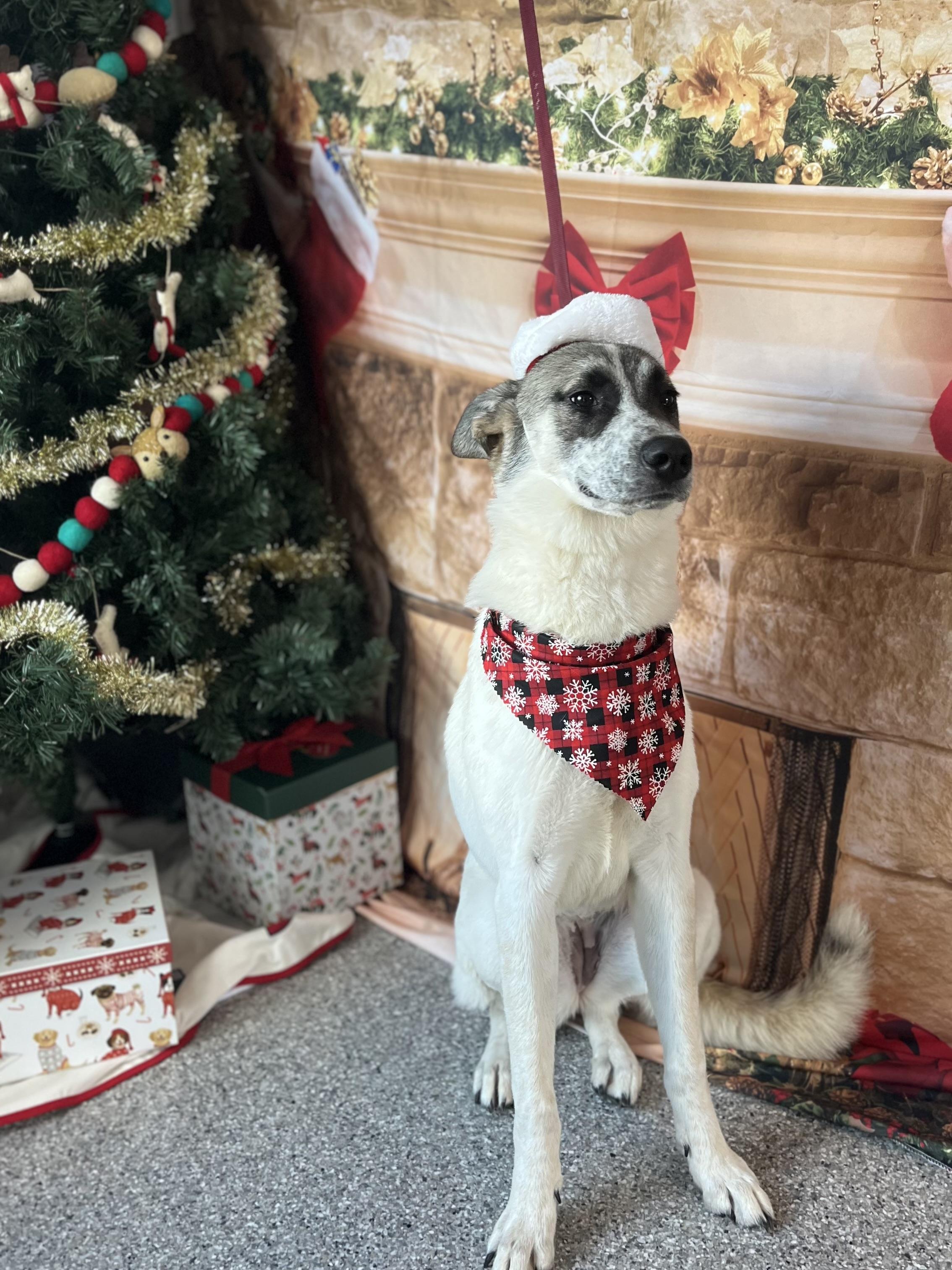 Willow, Adoptable, Young Female German Shepherd Dog.