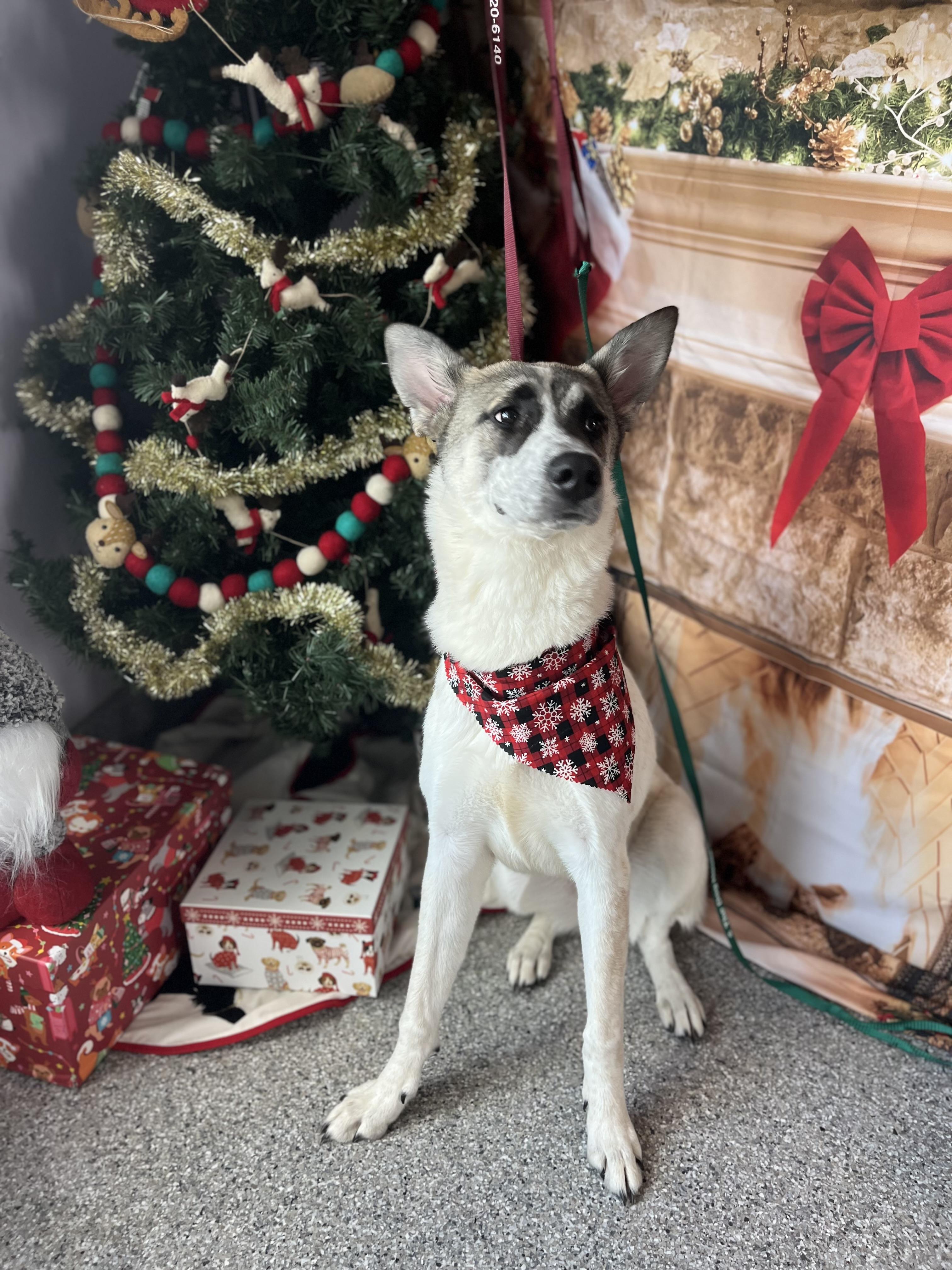 Willow, a Adoptable mixed breed in Houston, TX image 2/3