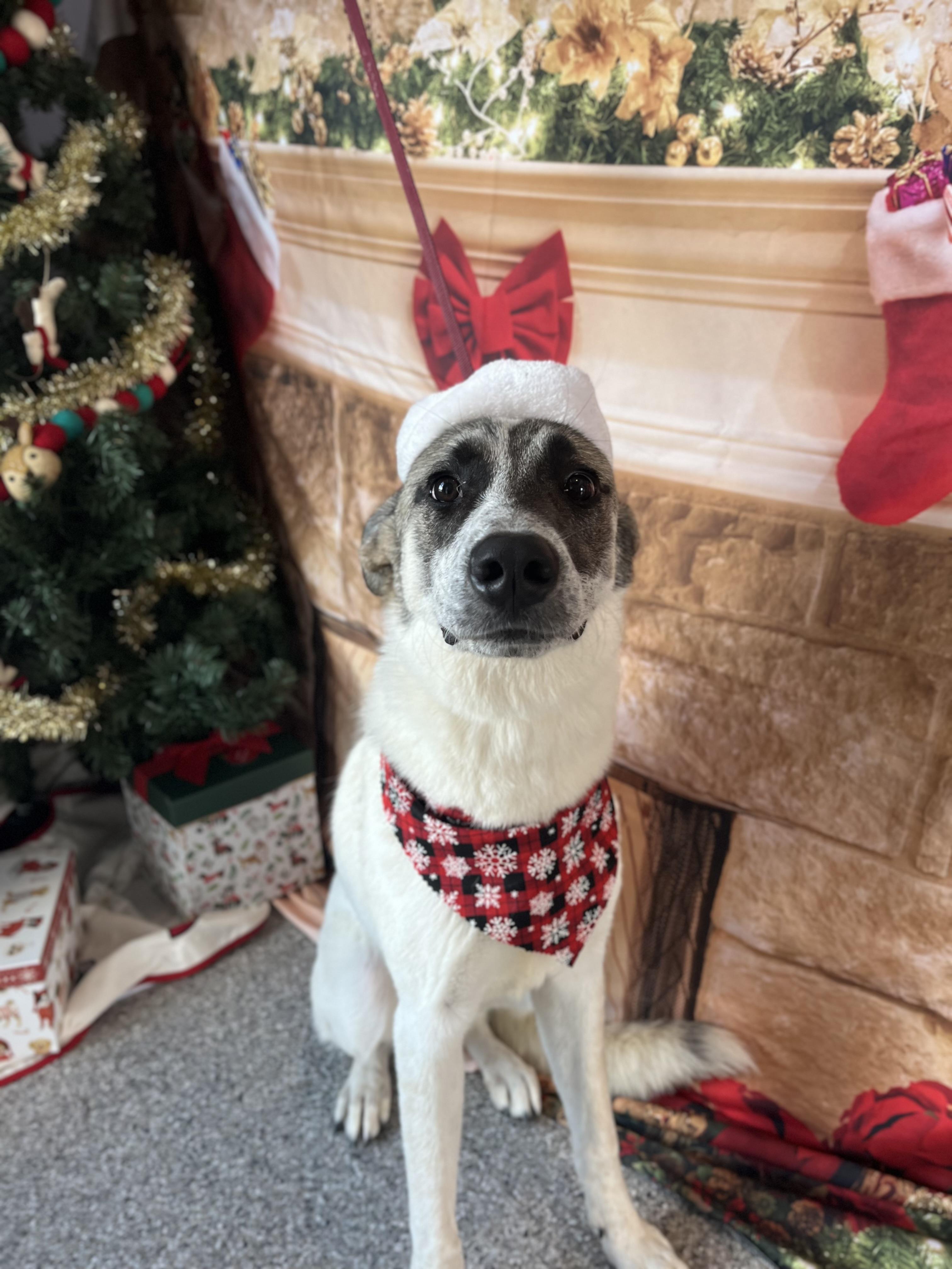 Willow, a Adoptable mixed breed in Houston, TX image 3/3