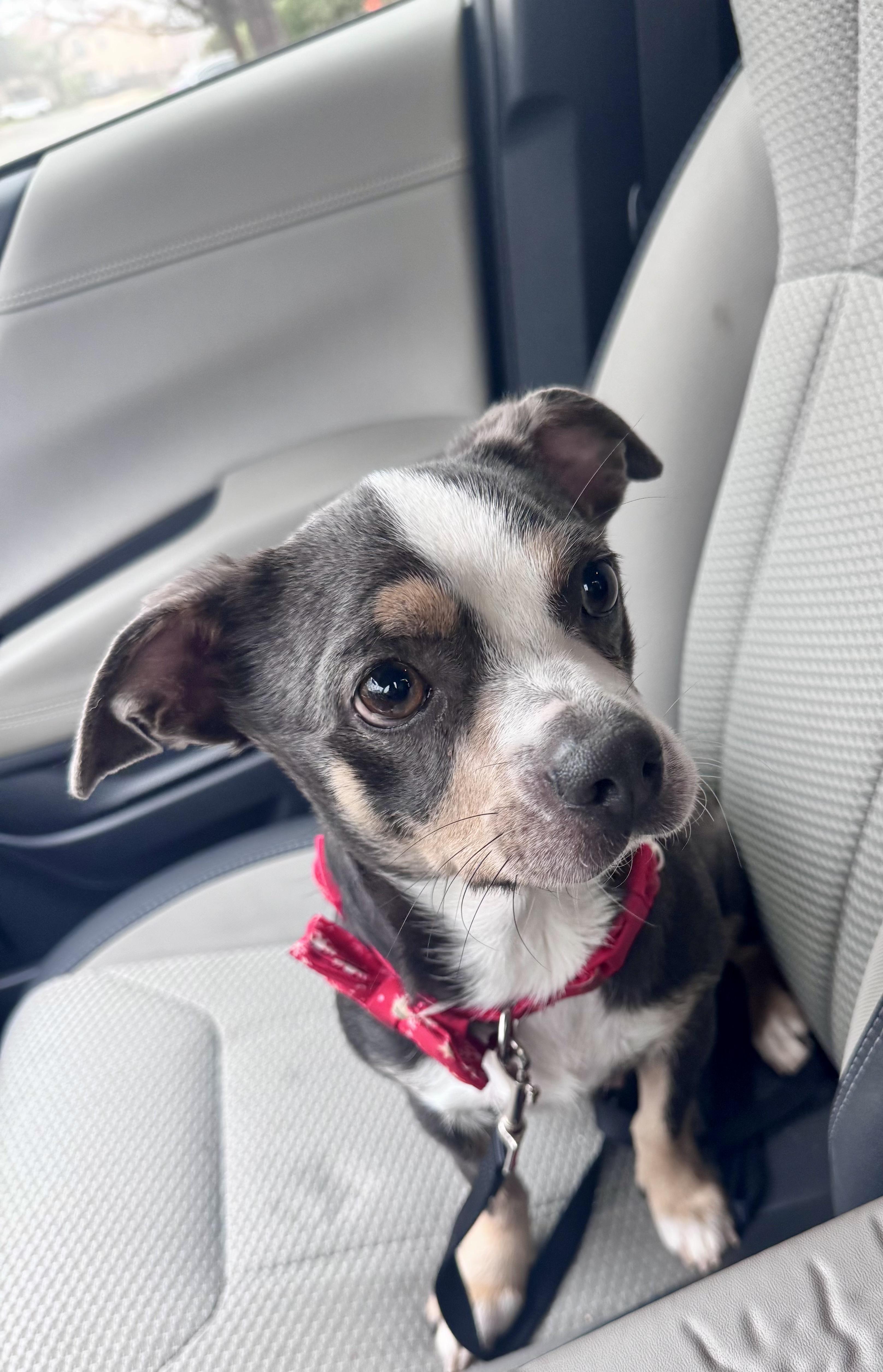 Enlarge Iris, an adopted mixed breed in Penryn, CA image 1/2