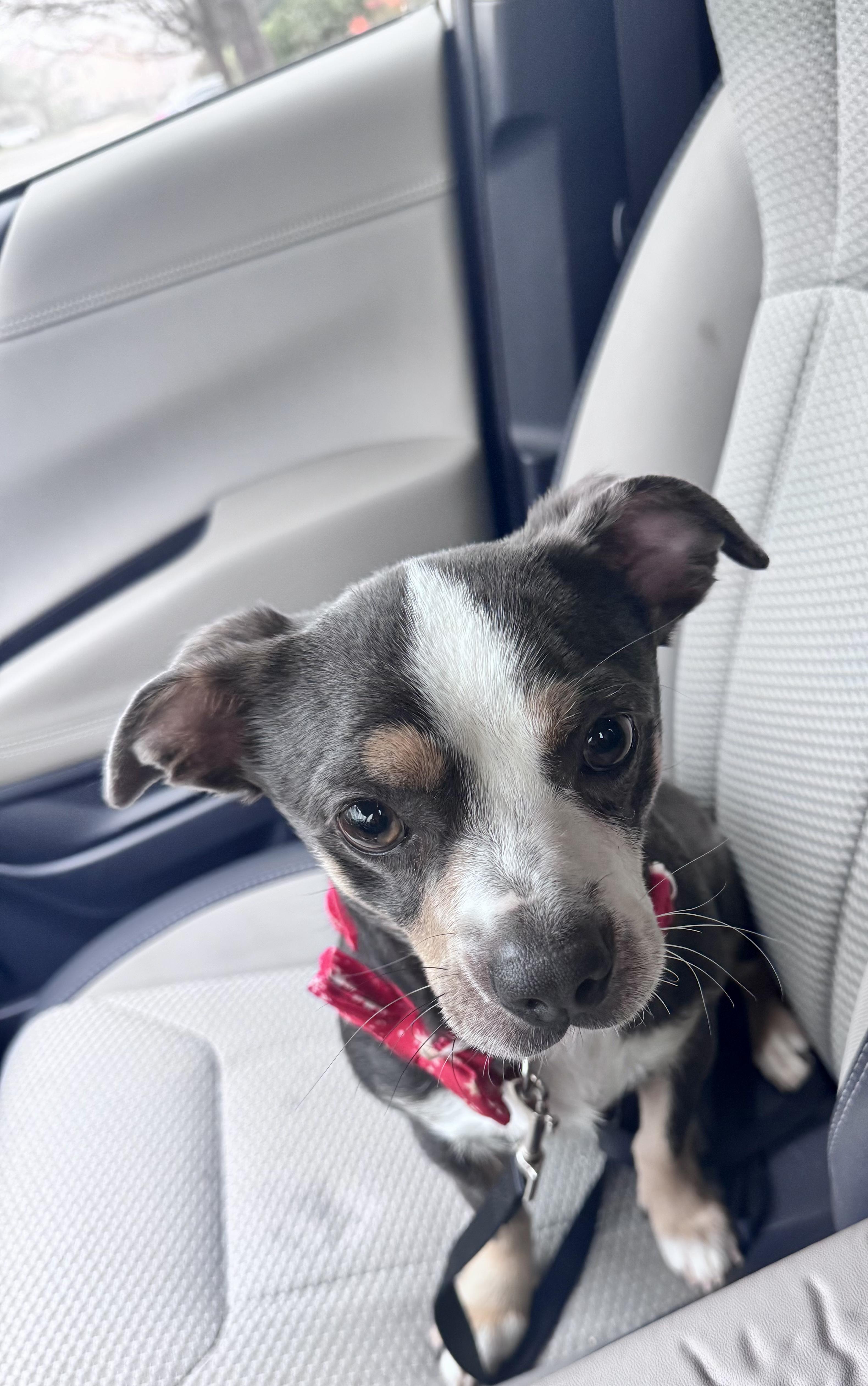 Enlarge Iris, an adopted mixed breed in Penryn, CA image 2/2