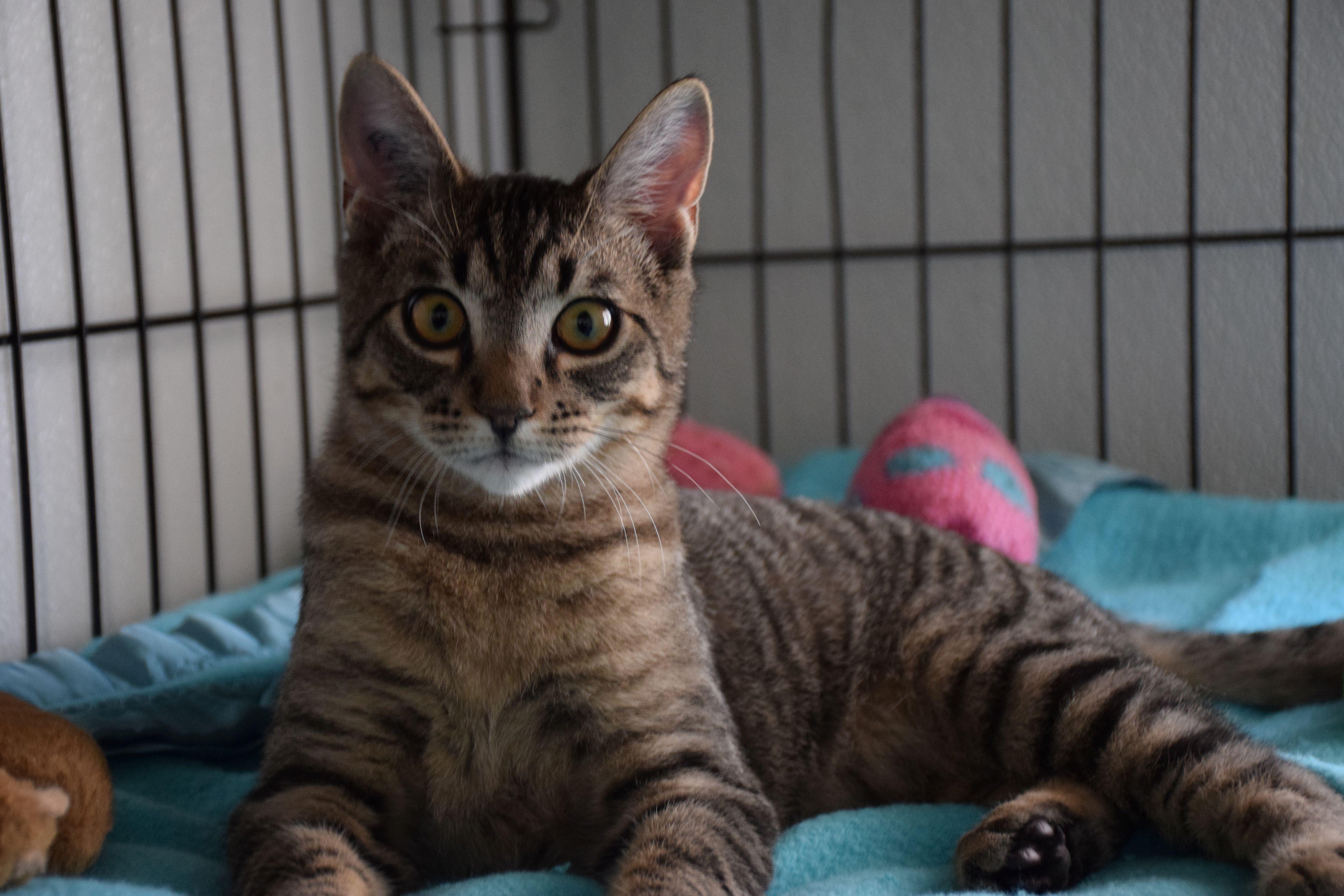 Enlarge Hugo, a ADOPTABLE Tabby in Claresholm, AB image 1/1