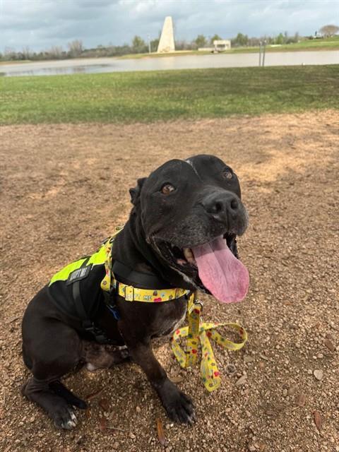 Enlarge SAMSON, a Adoptable Staffordshire Bull Terrier in Sugar Land, TX image 1/1