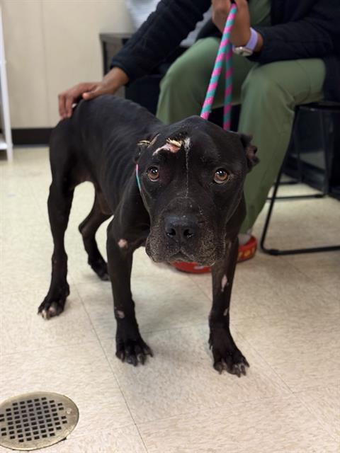 SAMSON, Adoptable, Adult Male Staffordshire Bull Terrier.