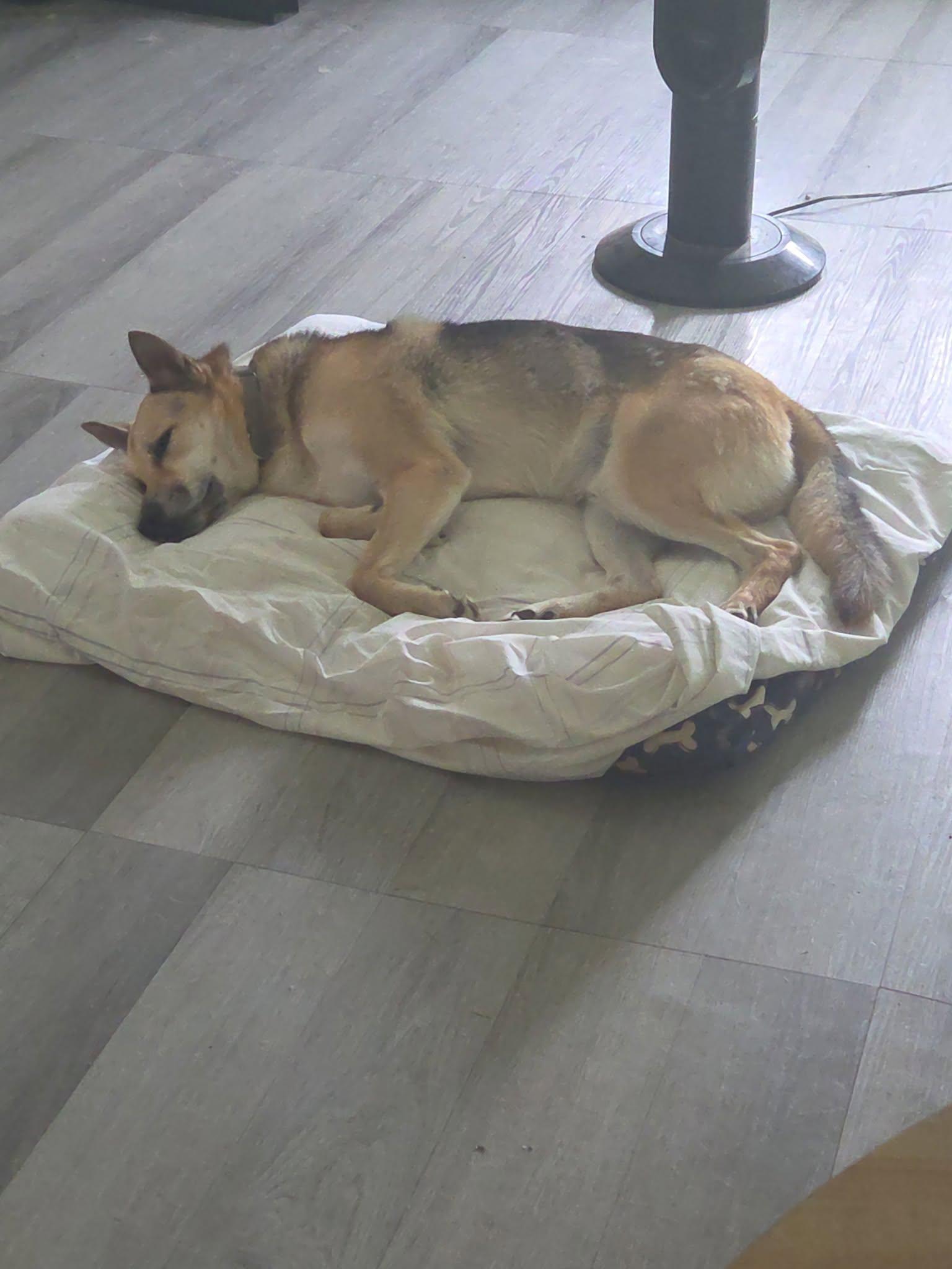 Enlarge Cayote, a ADOPTABLE mixed breed in Woodstock, ON image 3/5