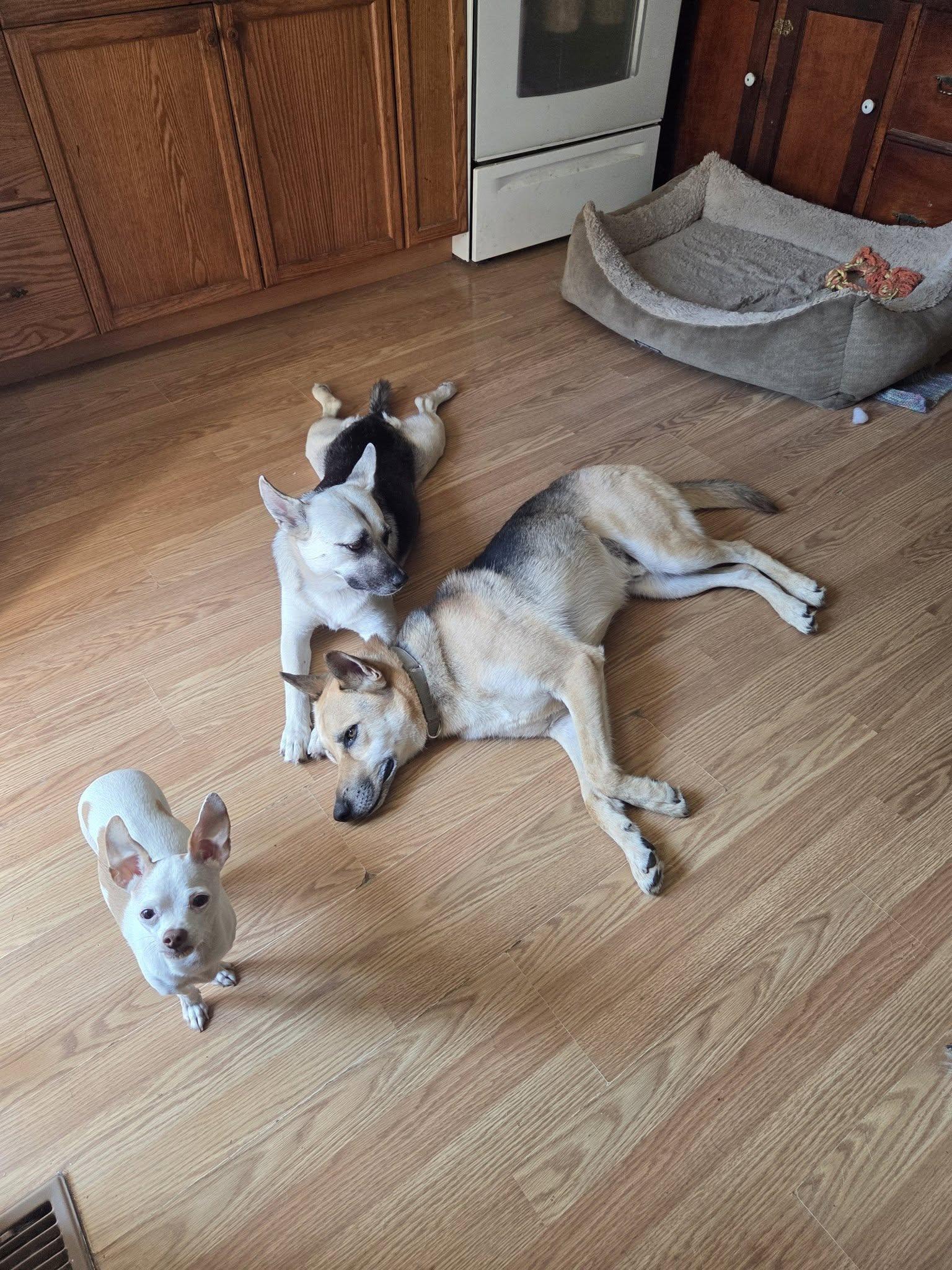 Enlarge Cayote, a ADOPTABLE mixed breed in Woodstock, ON image 2/5