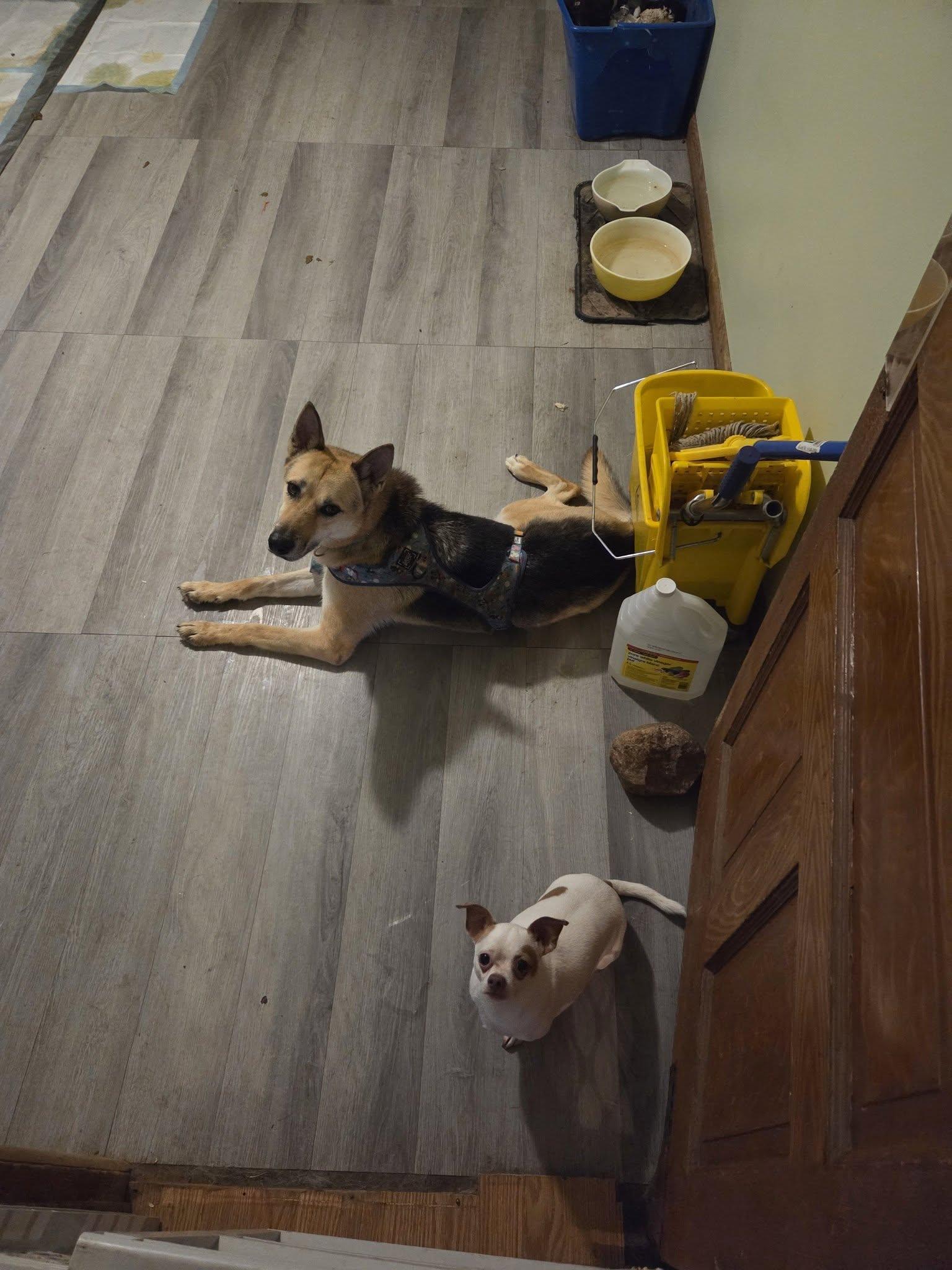 Enlarge Cayote, a ADOPTABLE mixed breed in Woodstock, ON image 4/5