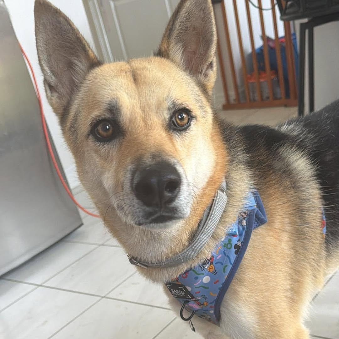 Cayote, ADOPTABLE, Adult Male Shepherd.