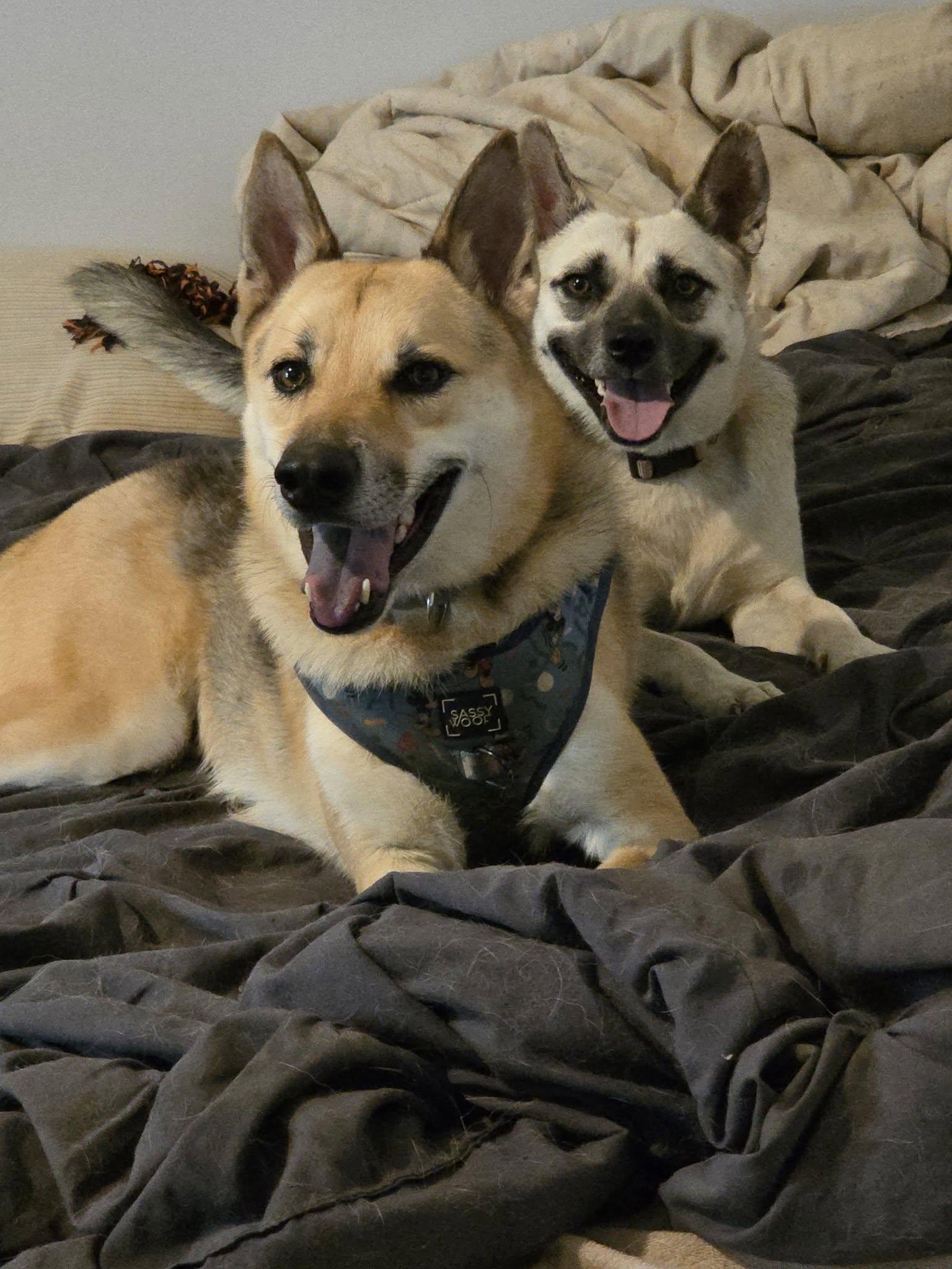Enlarge Cayote, a ADOPTABLE mixed breed in Woodstock, ON image 5/5