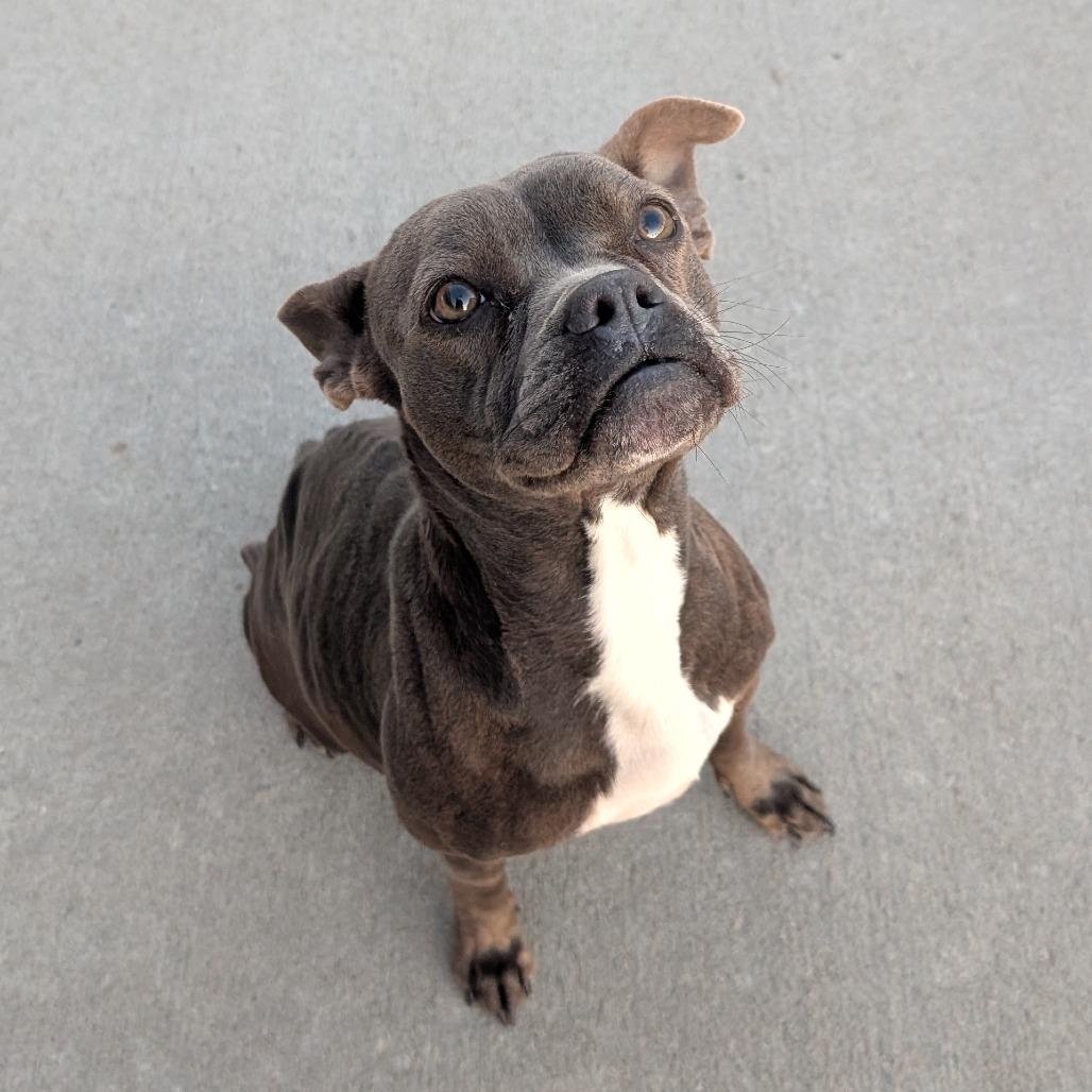 Munch, Adoptable, Adult Female Pit Bull Terrier & Boston Terrier.