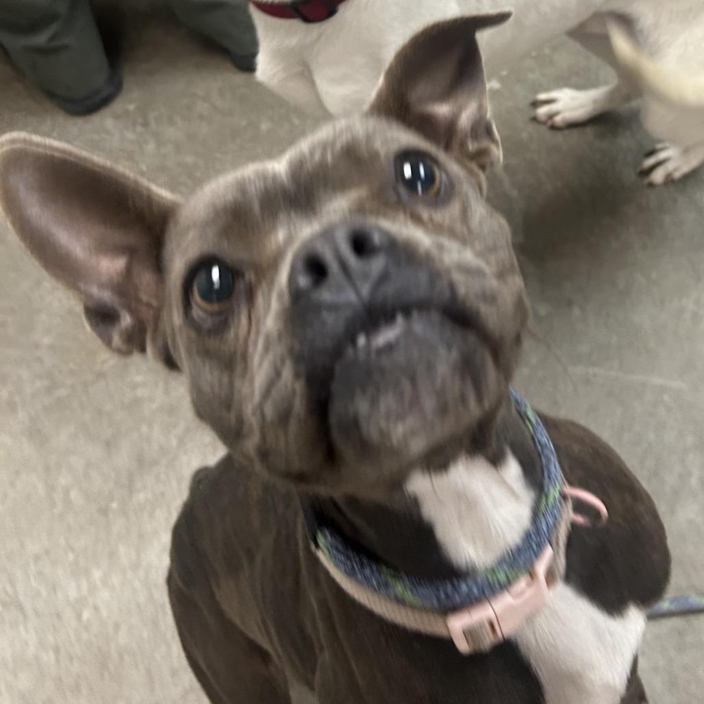 Enlarge Munch, a Adoptable mixed breed in Emporia, KS image 2/5