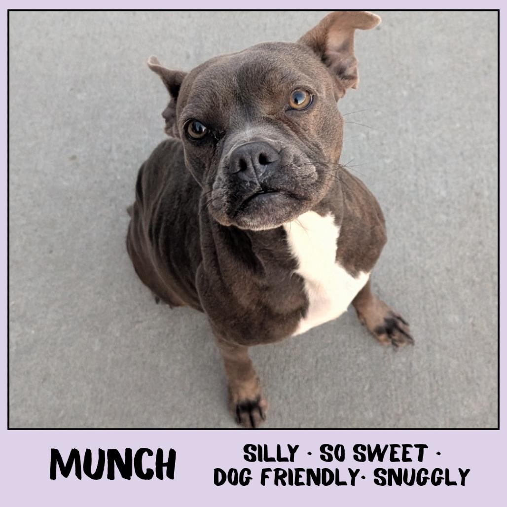 Enlarge Munch, a Adoptable mixed breed in Emporia, KS image 3/5