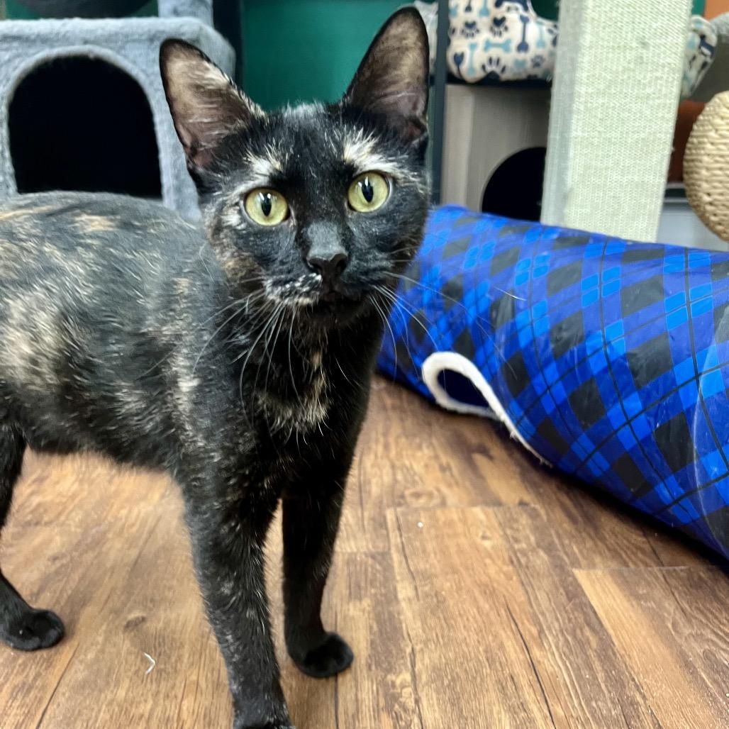 Medusa, a Adoptable Domestic Short Hair in Mount Laurel, NJ image 1/5