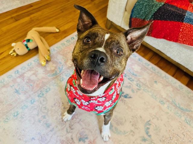 GRACIE, Adoptable, Adult Female Mastiff & Mixed Breed.