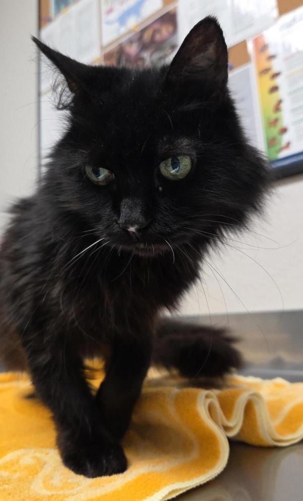 Enlarge Mama, a Adoptable mixed breed in Vancouver, WA image 1/1