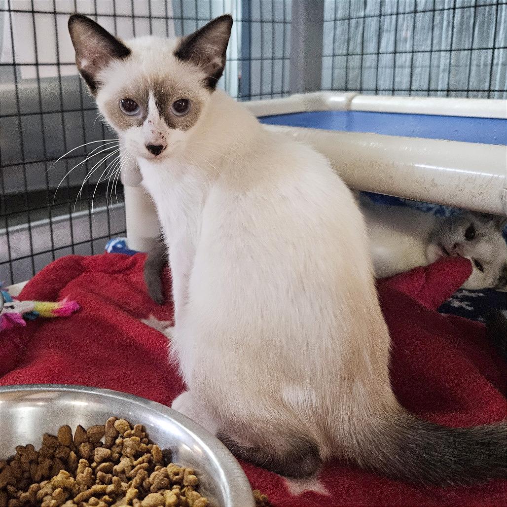 Vanilla Bean, Adoptable, Kitten Male Siamese.