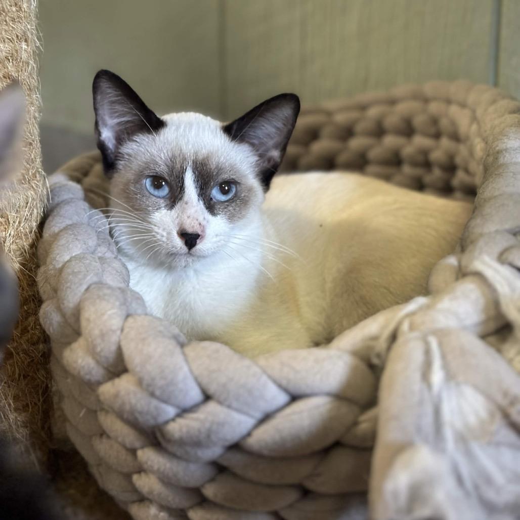 Enlarge Vanilla Bean, a Adoptable Siamese in Clarksville, AR image 2/5
