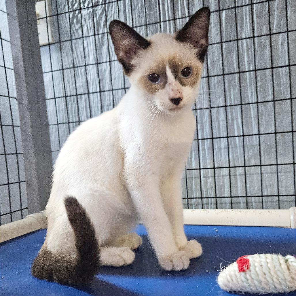 Enlarge Vanilla Bean, a Adoptable Siamese in Clarksville, AR image 3/5