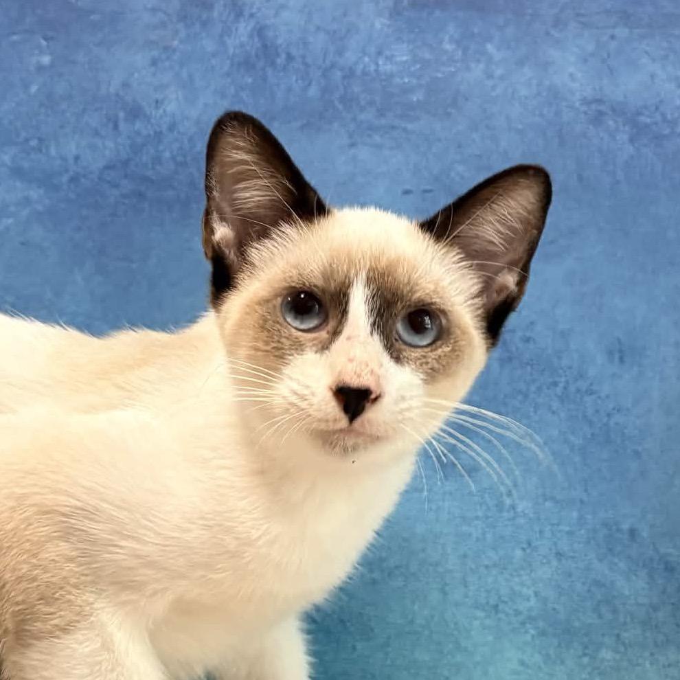 Enlarge Vanilla Bean, a Adoptable Siamese in Clarksville, AR image 4/5