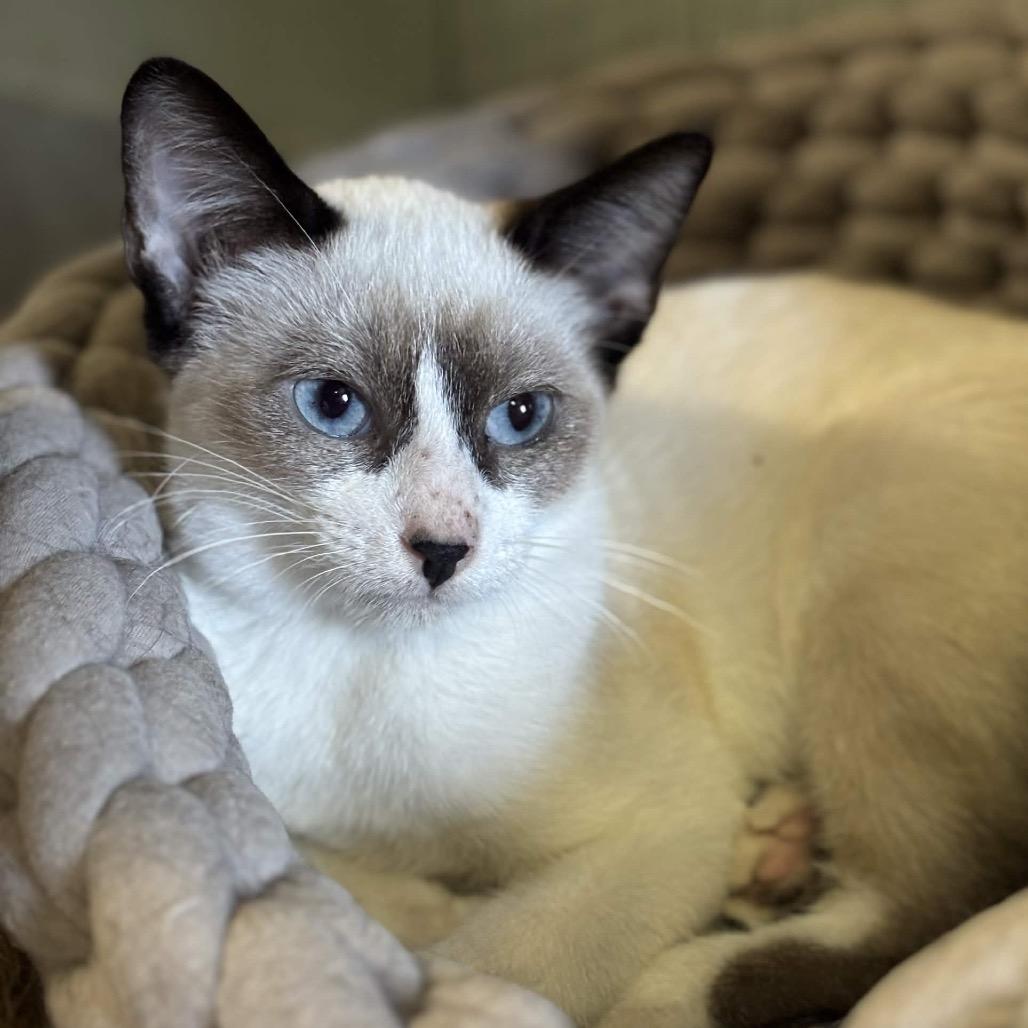 Enlarge Vanilla Bean, a Adoptable Siamese in Clarksville, AR image 5/5