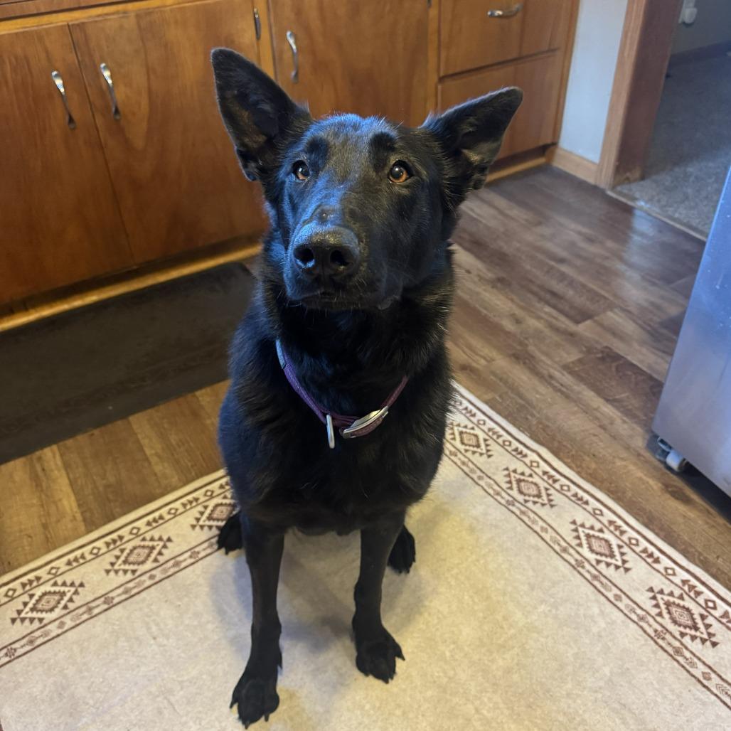 Ada 5/26/2026, Adoptable, Adult Female German Shepherd Dog.