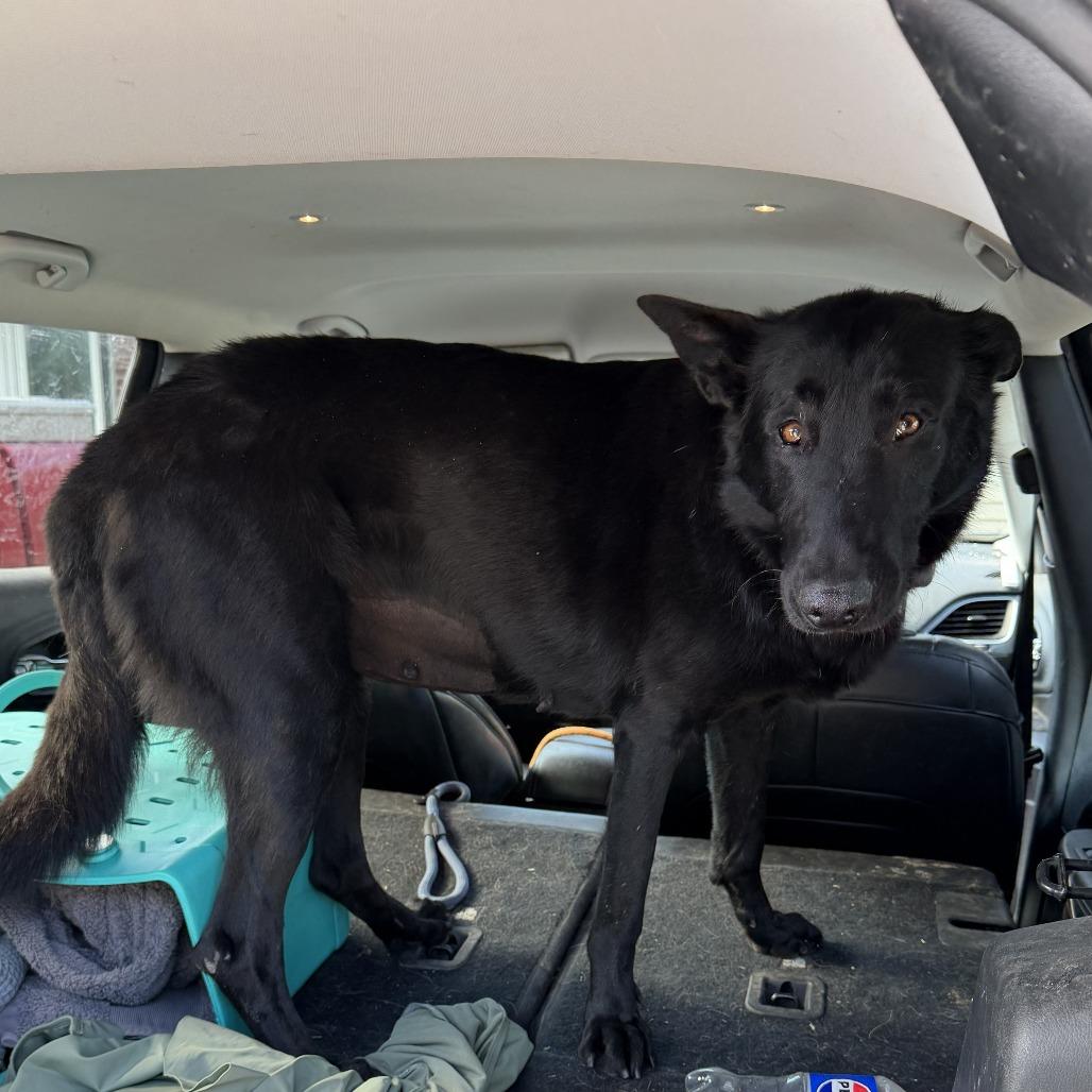 Ada 5/26/2026, a Adoptable German Shepherd Dog in Van Horne, IA image 2/2