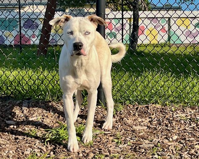 PEARL*, Adoptable, Young Female Pit Bull Terrier & Siberian Husky.