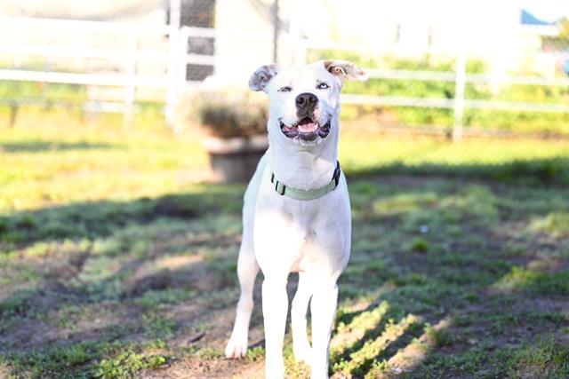 PEARL*, Adoptable, Young Female Pit Bull Terrier & Siberian Husky.
