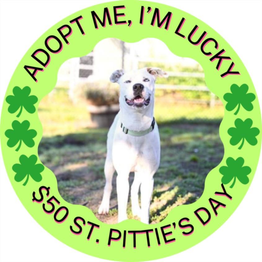PEARL*, Adoptable, Young Female Pit Bull Terrier & Siberian Husky.