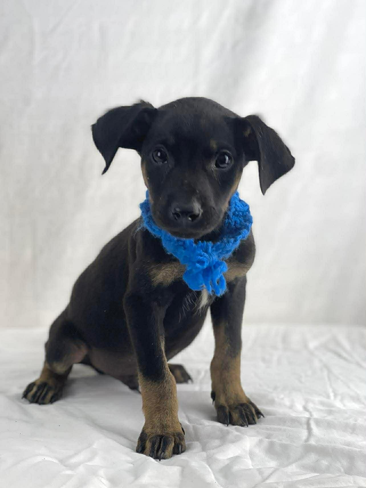 Branch the tiny mixed breed mix, Adoptable, Puppy Male Cocker Spaniel & Jack Russell Terrier.