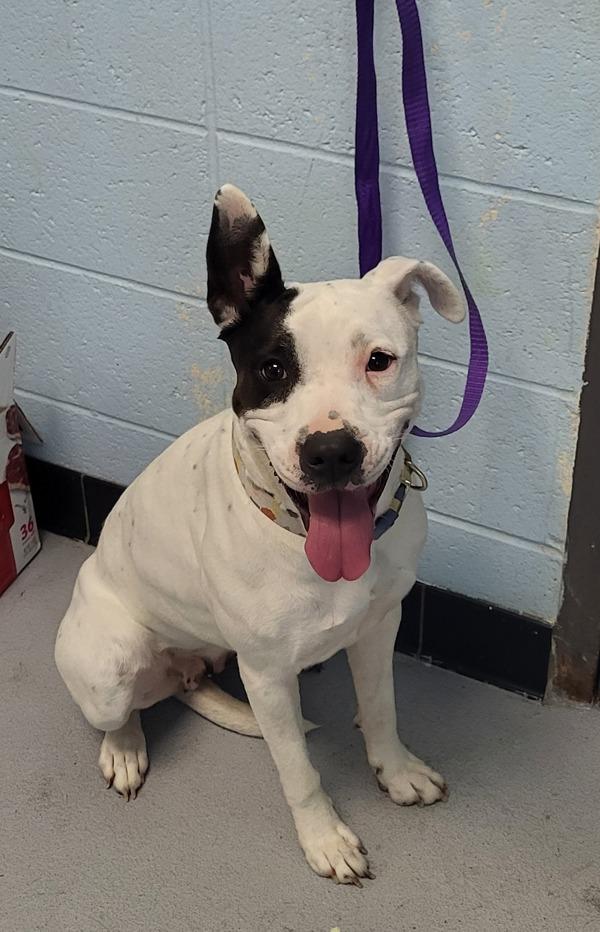 In Foster- Harmony Hw+, Adoptable, Adult Female Pit Bull Terrier.