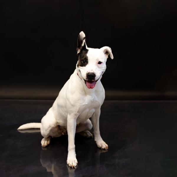 In Foster- Harmony Hw+, a Adoptable mixed breed in Lawrenceville, GA image 1/2