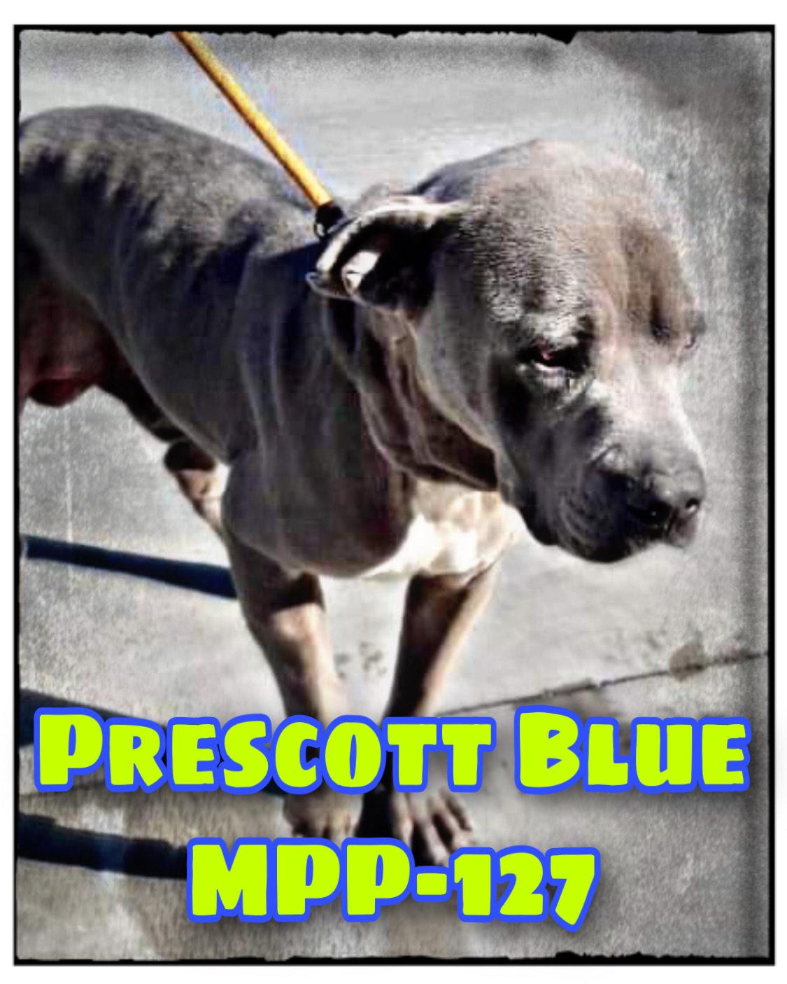 Enlarge Prescott, a Adopted Pit Bull Terrier in Arlee, MT image 4/4