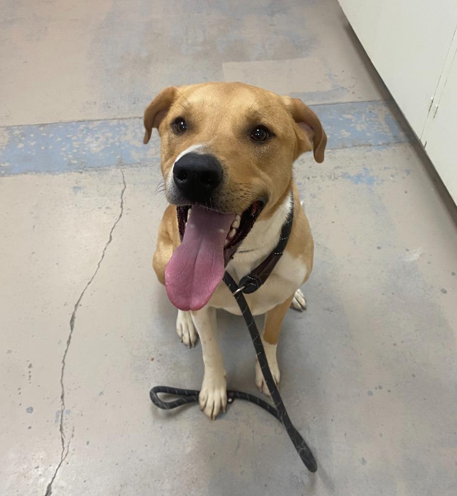 Buster Charles, Adoptable, Adult Male Labrador Retriever & Great Dane.