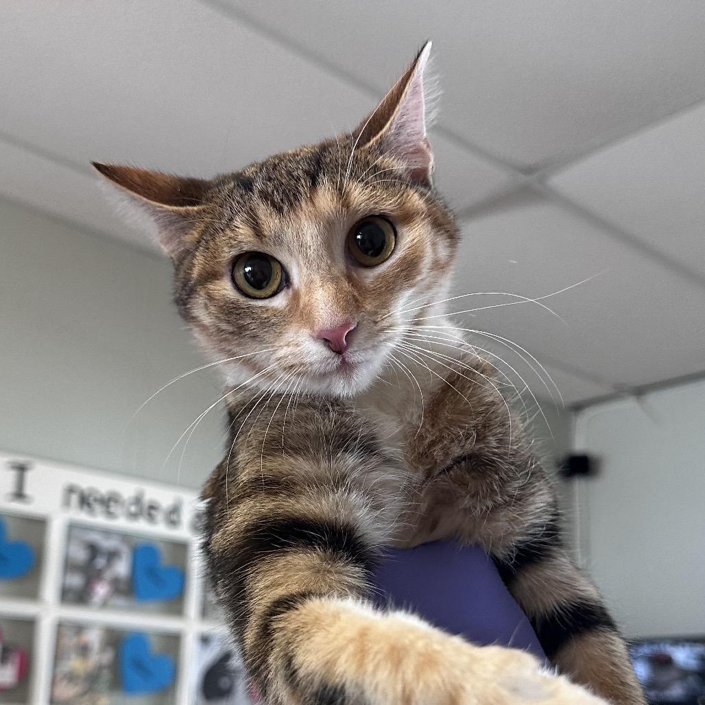 Bella *Off-Site Foster Home*, Adoptable, Young Female Domestic Short Hair.