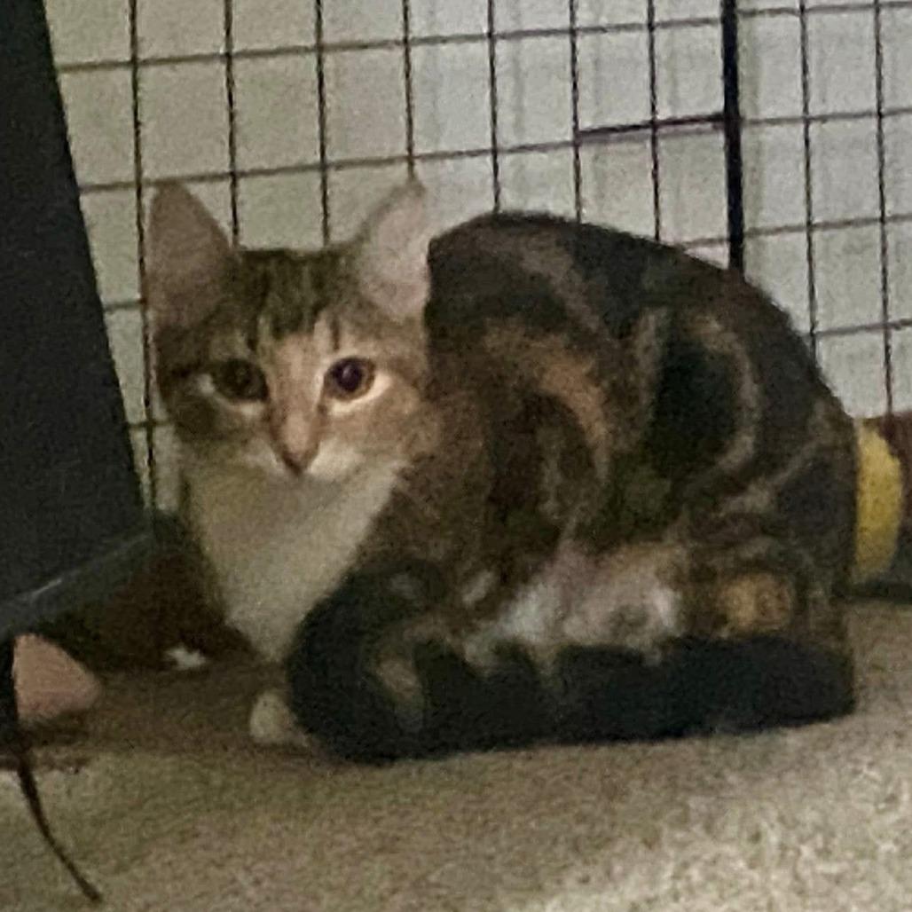 Bella *Off-Site Foster Home*, a Adoptable Domestic Short Hair in Troy, IL image 2/2